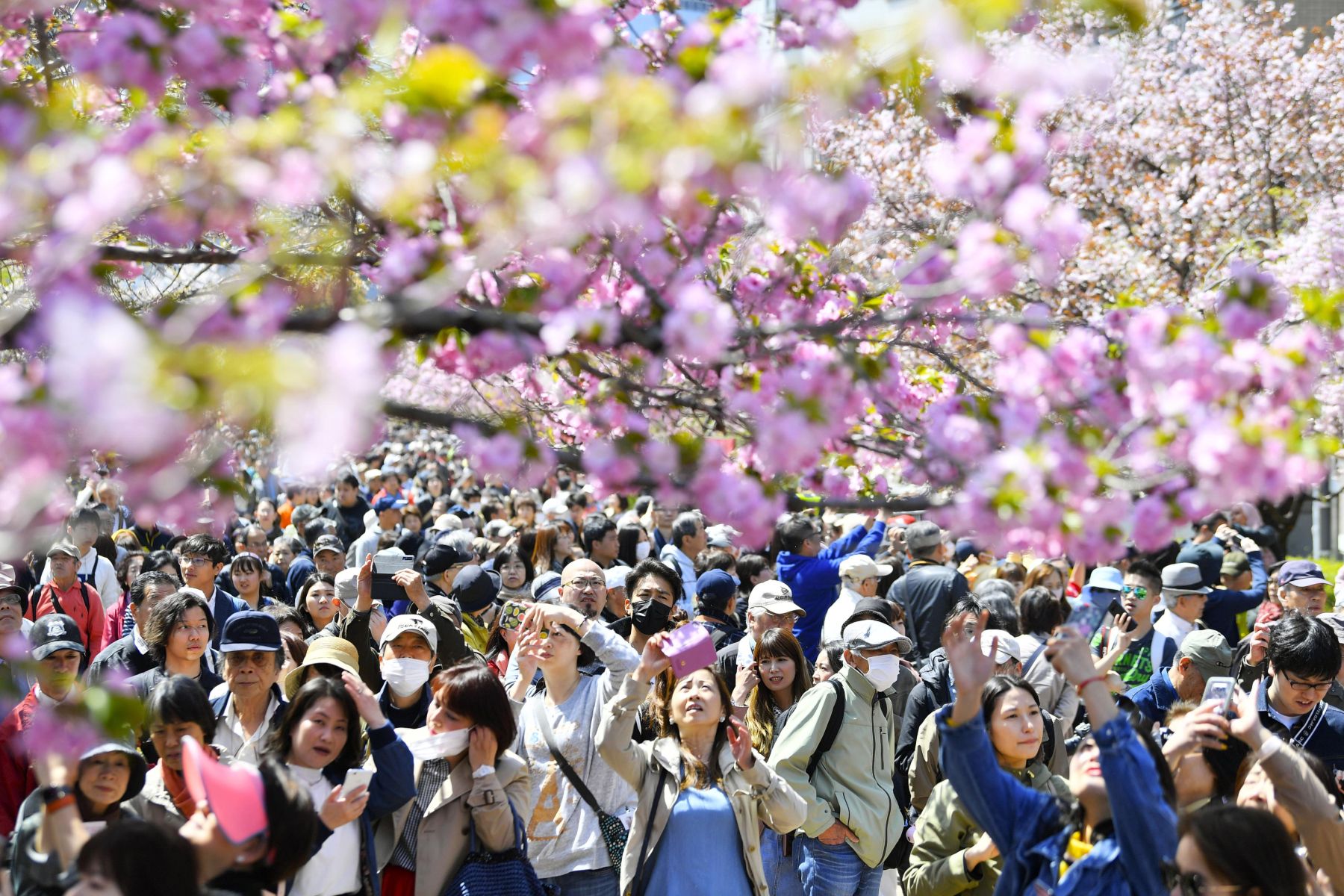 japan sakura cherry blossoms flower tree chinese tourism tourists people many