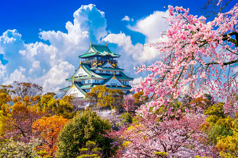 osaka castle spring cherry blossoms flows trees castle temple japan easter